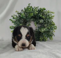 Oreo , a male Miniature Australian Shepherd for sale in Fredericksburg, OH – Photo 1 of 3