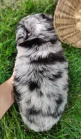 Ash , a male Miniature Australian Shepherd for sale in Fredericksburg, OH – 4 of 4
