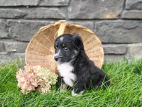Pebbles , a female Miniature Australian Shepherd for sale in Fredericksburg, OH – 5 of 7
