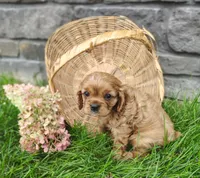 Willow , a female Cavalier King Charles Spaniel for sale in Fredericksburg, OH – 5 of 6