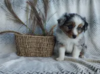 Pebbles , a male Miniature Australian Shepherd for sale in Fredericksburg, OH – 4 of 5