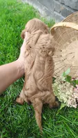 Willow , a female Cavalier King Charles Spaniel for sale in Fredericksburg, OH – 6 of 6
