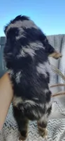 Ozzy , a male Miniature Australian Shepherd for sale in Fredericksburg, OH – 6 of 6