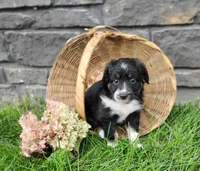 Pebbles , a female Miniature Australian Shepherd for sale in Fredericksburg, OH – 4 of 7