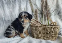Ozzy , a male Miniature Australian Shepherd for sale in Fredericksburg, OH – 3 of 6