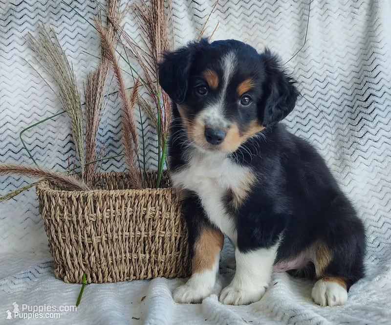 Finn – Miniature Australian Shepherd puppy for sale in Fredericksburg, OH