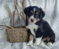 Finn, a male Miniature Australian Shepherd for sale in Fredericksburg, OH – 3 of 6