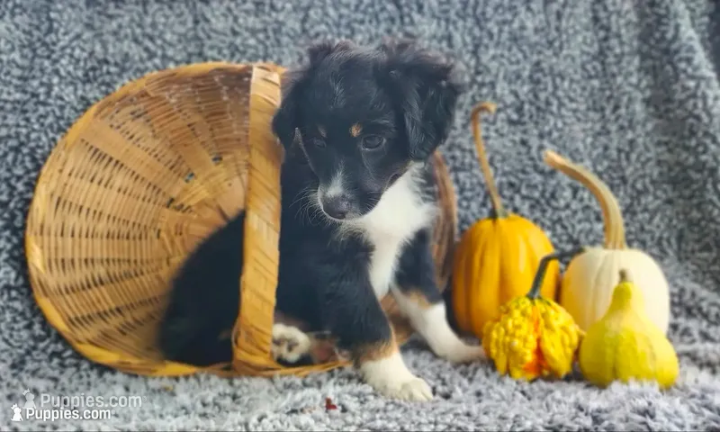 Pebbles  – Miniature Australian Shepherd puppy for sale in Fredericksburg, OH