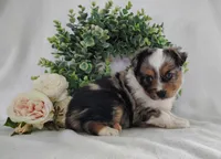 Pebbles , a female Miniature Australian Shepherd for sale in Fredericksburg, OH – Photo 2 of 4