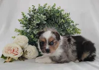 Pebbles , a female Miniature Australian Shepherd for sale in Fredericksburg, OH – Photo 3 of 4