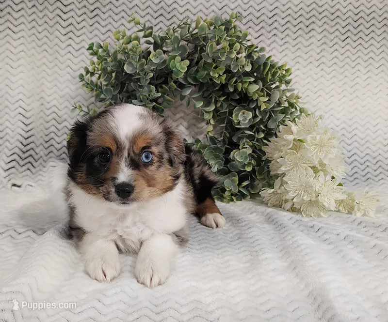 Pebbles  – Miniature Australian Shepherd puppy for sale in Fredericksburg, OH