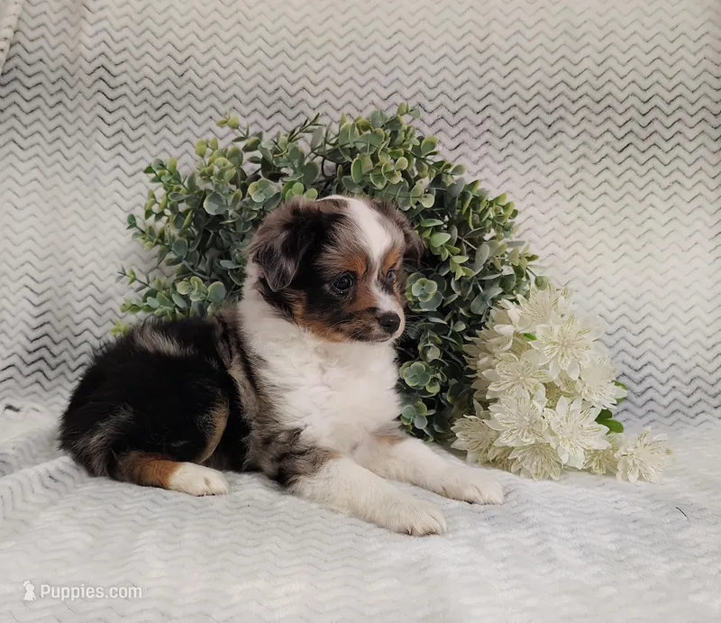 Pebbles  – Miniature Australian Shepherd puppy for sale in Fredericksburg, OH