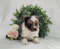 Pebbles , a female Miniature Australian Shepherd for sale in Fredericksburg, OH – Photo 1 of 4