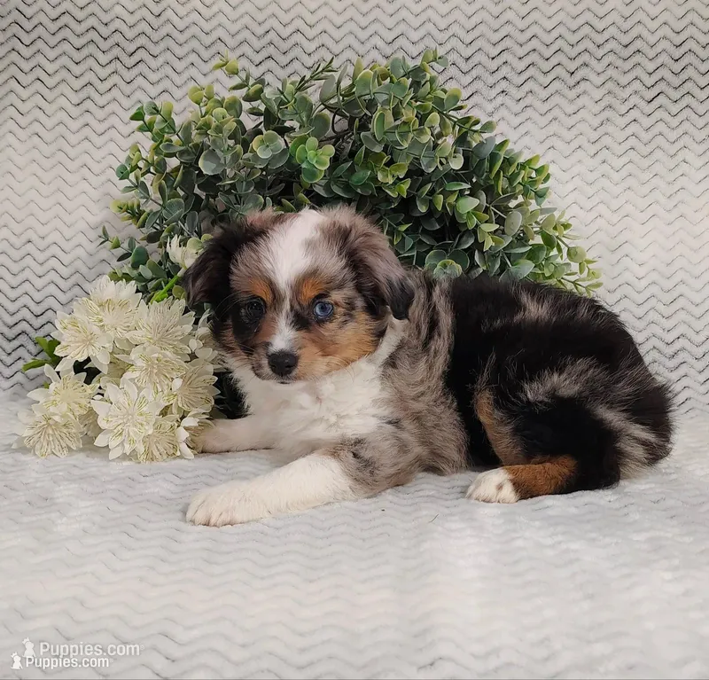 Pebbles  – Miniature Australian Shepherd puppy for sale in Fredericksburg, OH