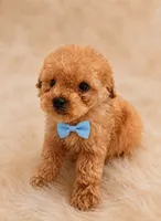 Woody, a male Poodle - Toy  for sale in Palm Bay, FL – 2 of 4