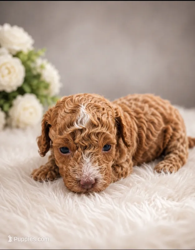 Teddy – Poodle - Toy  puppy for sale in Palm Bay, FL
