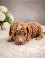 Teddy, a male Poodle - Toy  for sale in Palm Bay, FL – 1 of 2