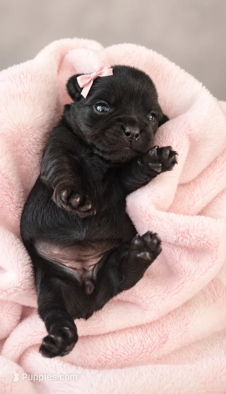 Bella  – Yorkshire Terrier puppy for sale in Palm Bay, FL