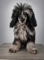 Rocky, a male Poodle - Toy  for sale in Palm Bay, FL – 2 of 3