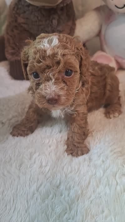 Teddy, a male Poodle - Toy  for sale in Palm Bay, FL – 4 of 4