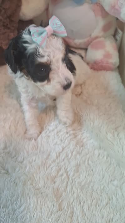 Betty Boo, a female Poodle - Toy  for sale in Palm Bay, FL – 3 of 3