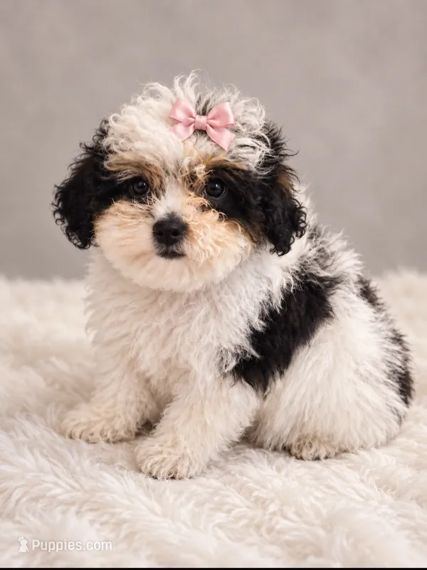 Betty Boo – Poodle - Toy  puppy for sale in Palm Bay, FL
