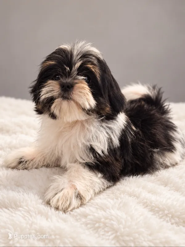 Milo – Shih Tzu puppy for sale in Palm Bay, FL