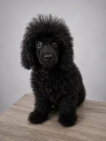 Onyx , a male Poodle - Toy  for sale in Palm Bay, FL – 2 of 2
