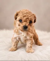 Woody, a male Poodle - Toy  for sale in Palm Bay, FL – 1 of 4