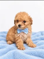 Woody, a male Poodle - Toy  for sale in Palm Bay, FL – 3 of 4