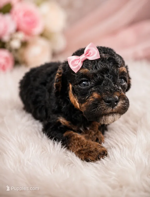 Selena – Poodle - Toy  puppy for sale in Palm Bay, FL