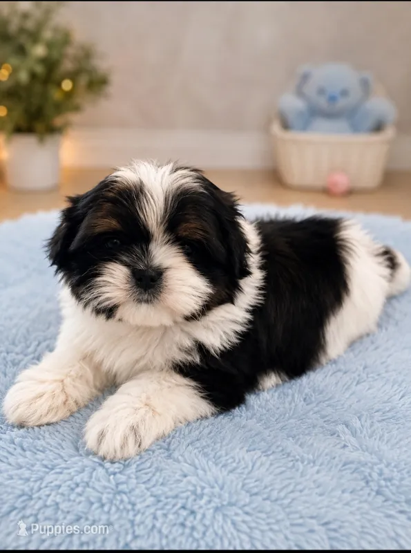 Milo – Shih Tzu puppy for sale in Palm Bay, FL