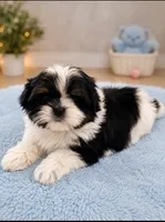 Milo, a male Shih Tzu for sale in Palm Bay, FL – 1 of 3