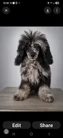 Rocking, a male Poodle - Toy  for sale in Palm Bay, FL – 2 of 2