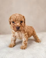 Jerry , a male Poodle - Toy  for sale in Palm Bay, FL – 1 of 4