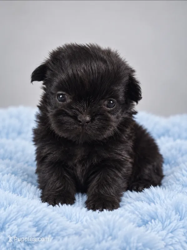 Onyx  – Shih Tzu puppy for sale in Palm Bay, FL