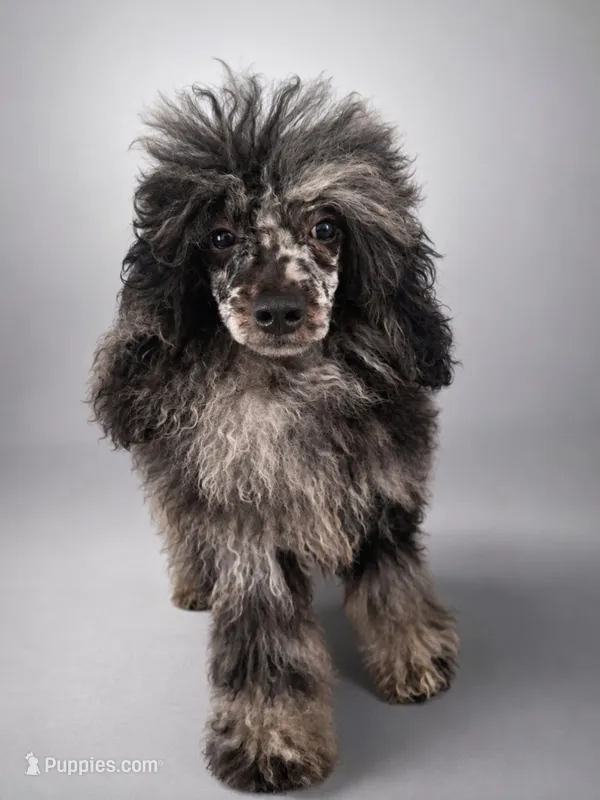 Rocking – Poodle - Toy  puppy for sale in Palm Bay, FL