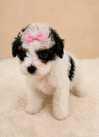 Betty Boo, a female Poodle - Toy  for sale in Palm Bay, FL – 2 of 3