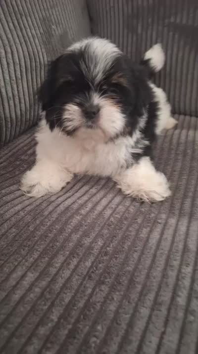 Milo, a male Shih Tzu for sale in Palm Bay, FL – 3 of 3