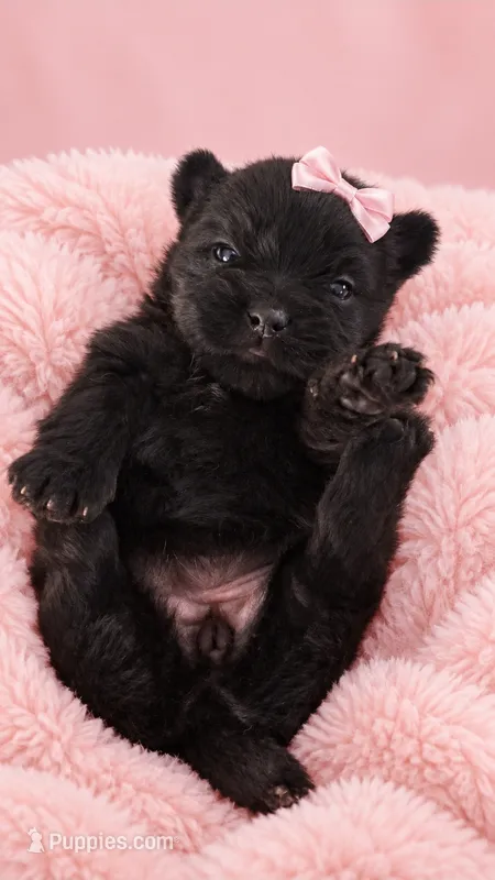 Nala – Yorkshire Terrier puppy for sale in Palm Bay, FL