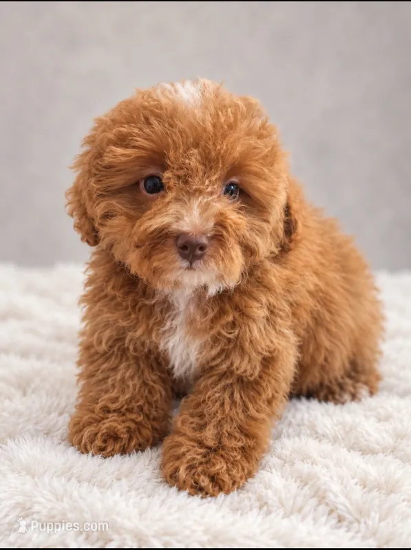 Teddy – Poodle - Toy  puppy for sale in Palm Bay, FL