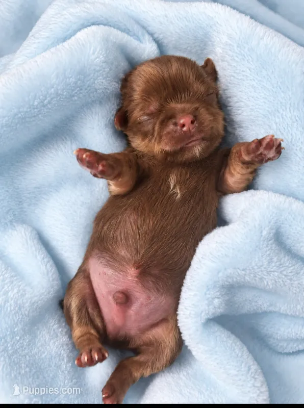 Bear – Shih Tzu puppy for sale in Palm Bay, FL