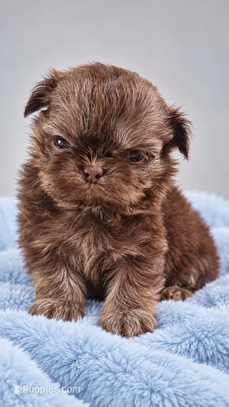 Bear – Shih Tzu puppy for sale in Palm Bay, FL
