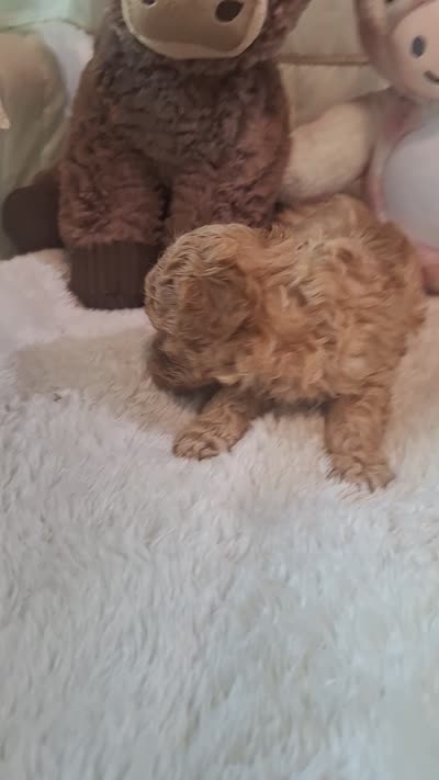 Woody, a male Poodle - Toy  for sale in Palm Bay, FL – 4 of 4