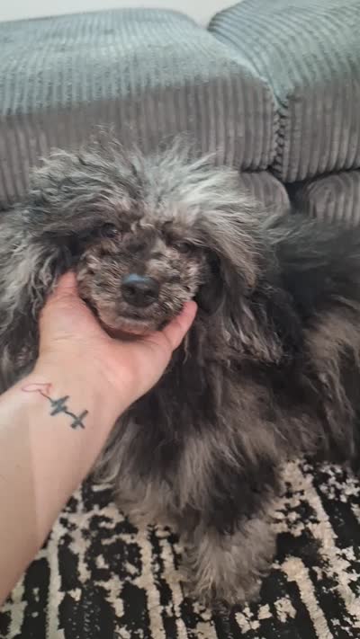 Rocky, a male Poodle - Toy  for sale in Palm Bay, FL – 3 of 3