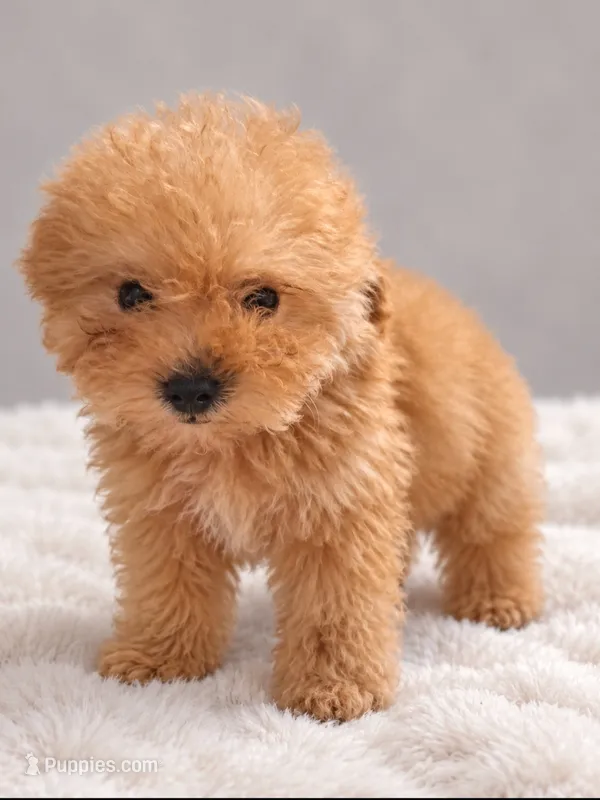 Woody – Poodle - Toy  puppy for sale in Palm Bay, FL