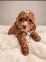 Teddy, a male Poodle - Toy  for sale in Palm Bay, FL – 3 of 4