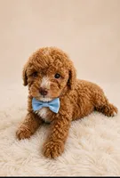 Teddy, a male Poodle - Toy  for sale in Palm Bay, FL – 2 of 4