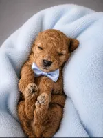 Woody, a male Poodle - Toy  for sale in Palm Bay, FL – 3 of 3