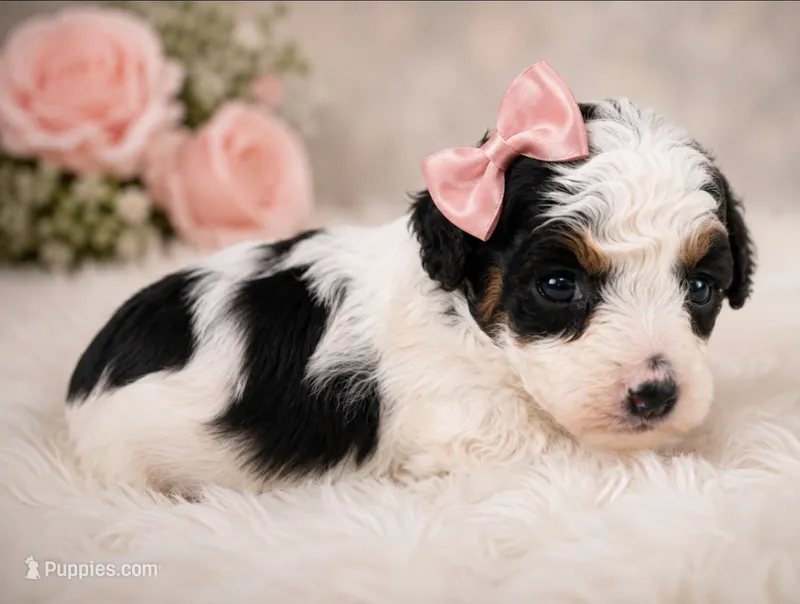 Betty Boo – Poodle - Toy  puppy for sale in Palm Bay, FL